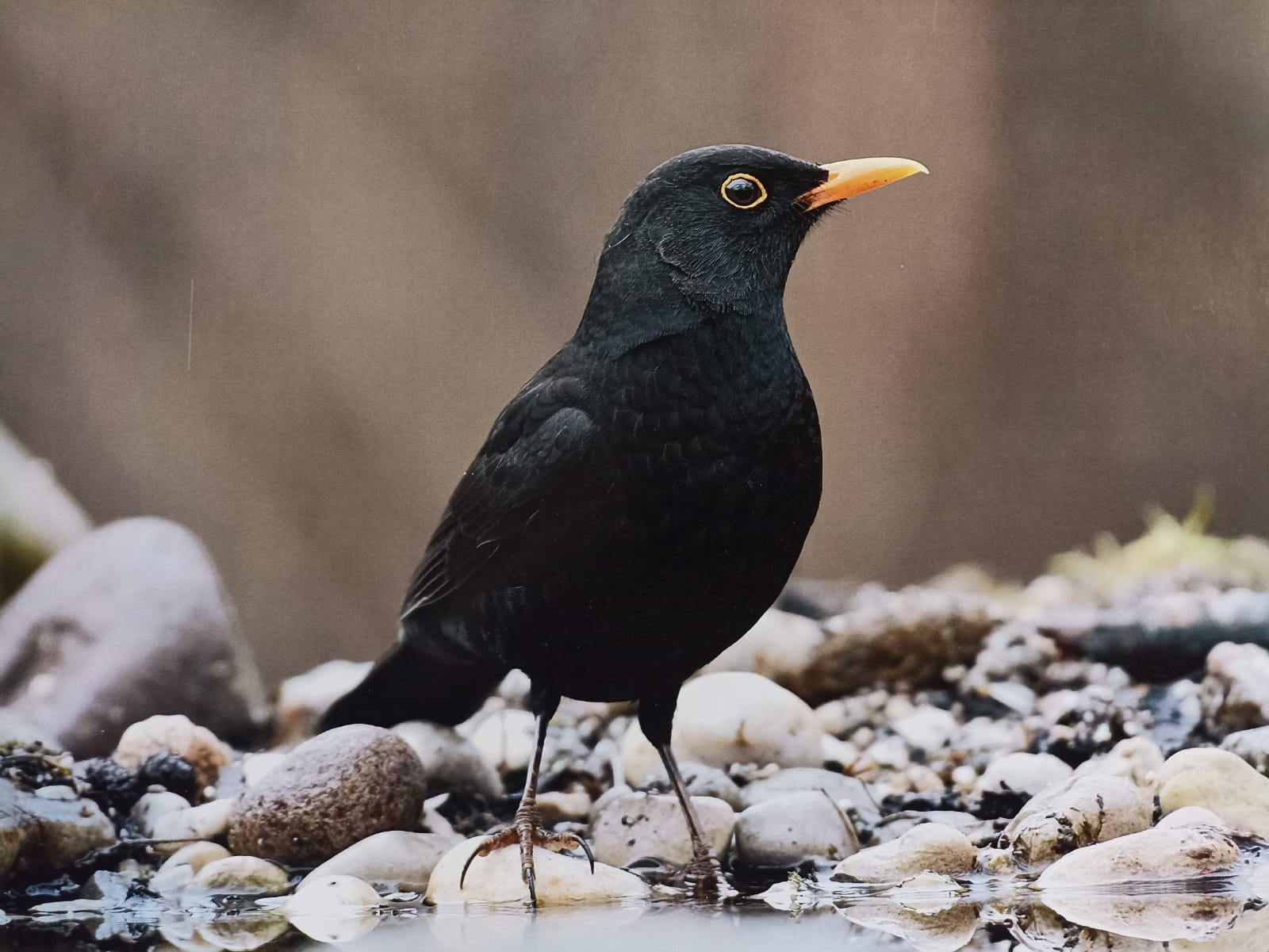 La Città delle Artiste ospita... Alfonso Battaglia, fotografia narrativa emozionale di flora e fauna