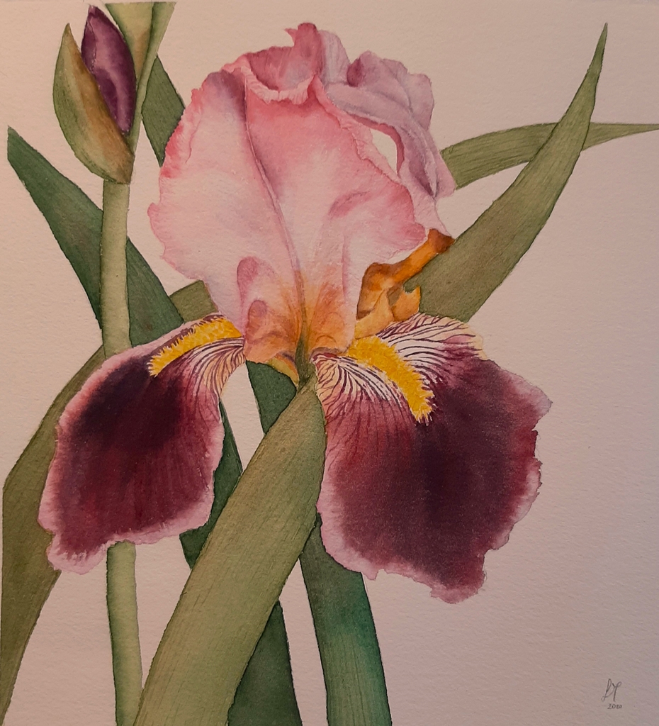 Laura Marchetto, acquerello accorto ed abile compositura