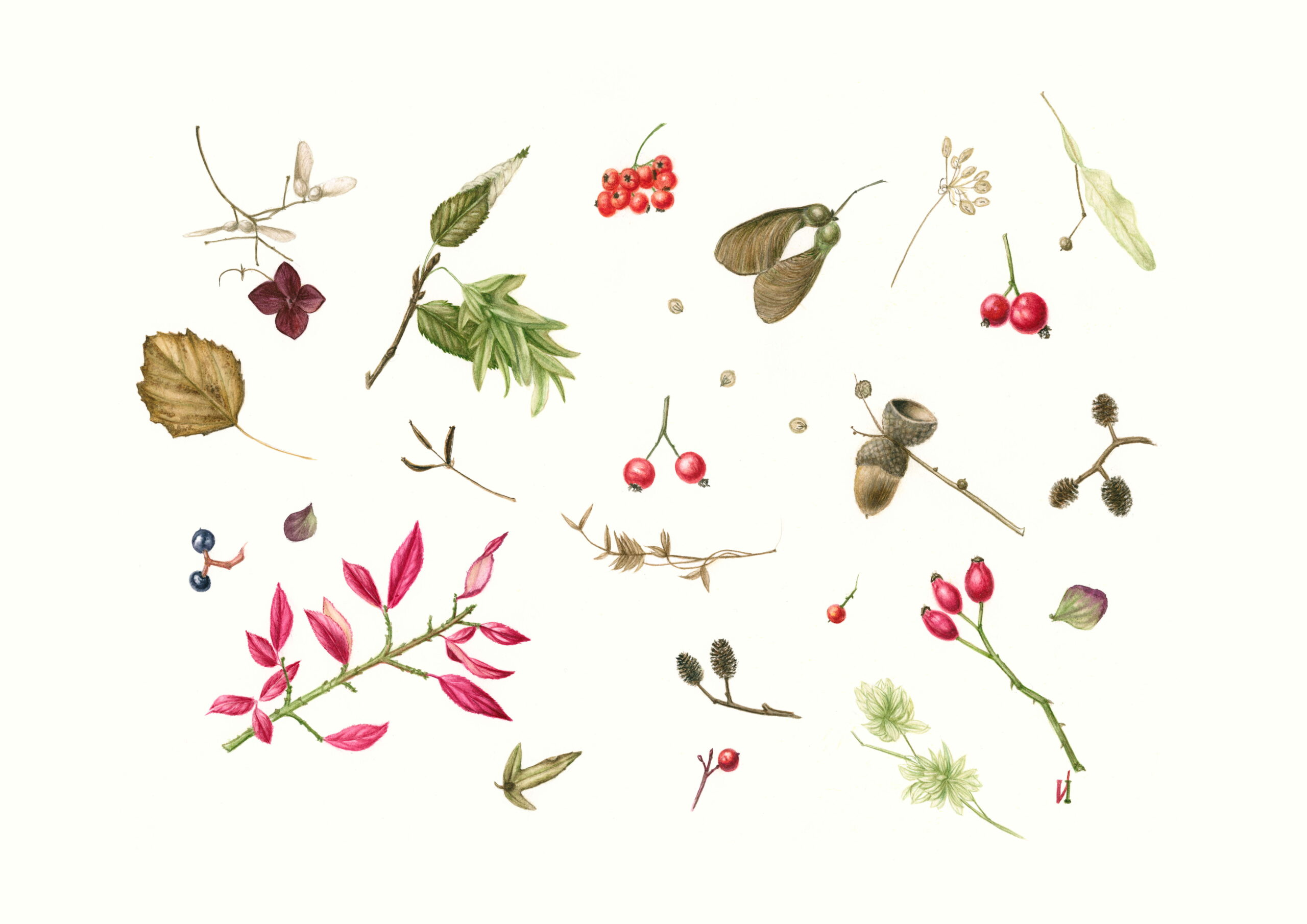 Valeria Iseppi, minuzia botanica ed estro narrativo